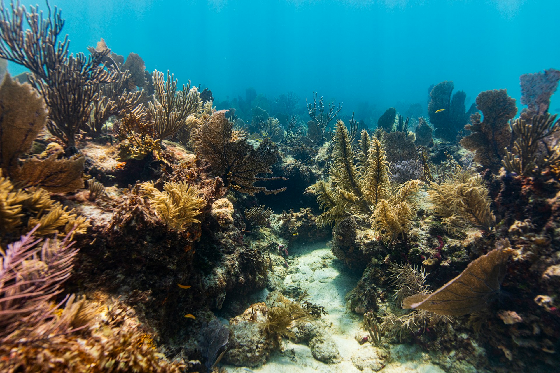 Korallenriff bei Elliott Key im Biscayne Nationalpark